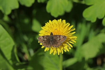 Kronwicken-Dickkopffalter (Erynnis tages).auf Löwenzahn