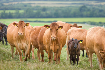 Herd of Hereford beef cattle. Livestock in a field on a UK farm