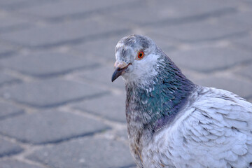 Fototapeta premium close up of a pigeon