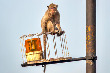 Crab-eating macaque on a caged light - obrazy, fototapety, plakaty