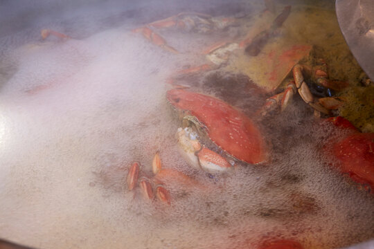 Dungeness Crab In Fisherman's Wharf, San Francisco, California, USA