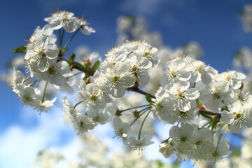 Blooming white cherry blossoms against the blue sky.
Kwitnące białe kwiaty wiśni na tle błękitnego nieba.