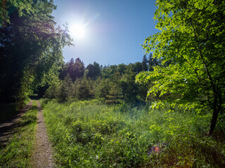 Fototapeta na wymiar Waldweg durch den Mischwald
