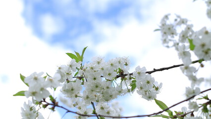 Blooming white cherry blossoms against the blue sky.
Kwitnące białe kwiaty wiśni na tle błękitnego nieba.