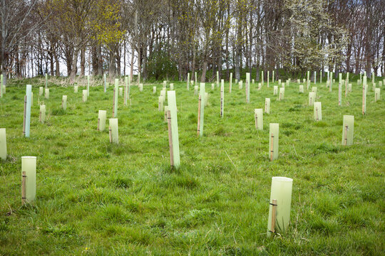 Planting Trees, Growing Tree Saplings In A Field In UK