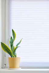 Home plant in a yellow pot on windowsill. Window closed by horizontal blinds indoors. The microclimate in the house.