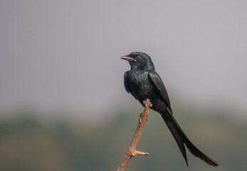 Obraz premium Bird of Prey