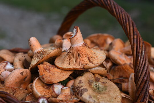 Mushrooms in a basket