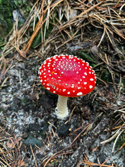 Red Amanita mushroom in Dutch Forrest