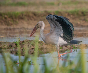 Fototapeta premium Heron