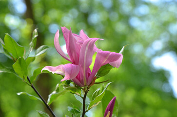 Pink magnolia Liliiflora 'Jane' flower blooming on natural spring green and blue blurred  bohen background. Growing magnolia tree concept. Free copy space