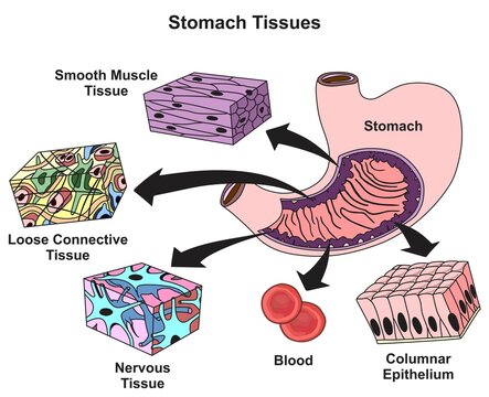 Stomach tissues types infographic diagram smooth muscle loose connective nervous blood columnar epithelium for biology science education cartoon vector drawing illustration organ of digestive system