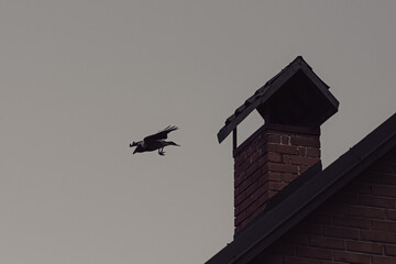 A bird flies over the house. Silhouette of a flying crow. Clever bird. A bird in the sky.
