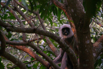 monkey on the tree trunk