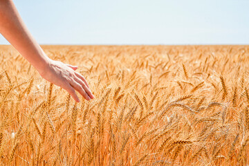 Closeup shot of a man's hand checking the quality of spikelets of wheat in the middle of a golden...