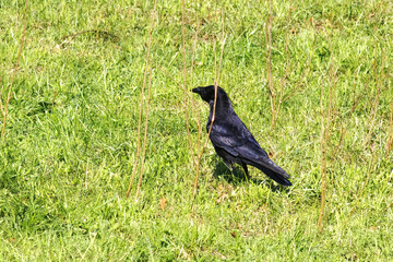 raven perching on a grass field