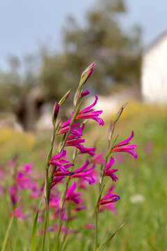 Fototapeta Wild gladiolus (Gladiolus communis) grows in a meadow on a sunny, spring day