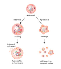 Necrosis and apoptosis of normal cell. cell death labeled outline diagram. Vector illustration - obrazy, fototapety, plakaty