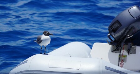 Seagull on dinghy