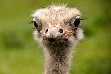 Tuinposter portrait of a great ostrich © perpis