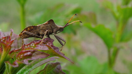 A brown the sorrel beetle stands sideways on a leaf of a bush on a spring sunny day, close-up. Insect macro.