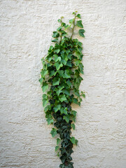 Schäden durch Efeu an der Hauswand