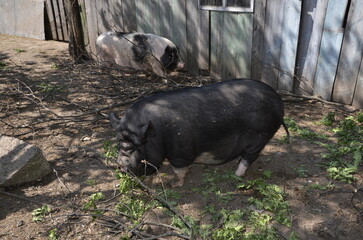 Vietnamese pigs in the mud near the barn