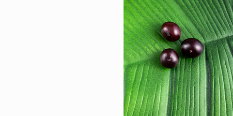 Acai berry organic amazon - Euterpe oleracea