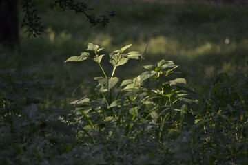 Obraz premium flowers in the forest