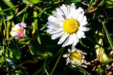 Blooming Phases of the Daisy