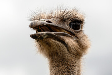 details of the face of an ostrich