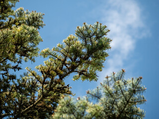 Neue  Knospen und Triebe am Nadelbaum