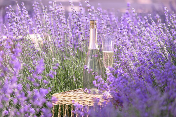 Glass of champagne in a lavender field. Violet flowers on the background.