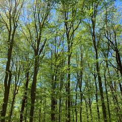 Tall green trees against blue sky in Seneca Regional Park, Virginia. 