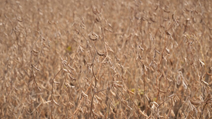 Ready for harvest ripe Soy pods on stem in the fields closeup view against sunlight. Soybean yellow ripe field at agricultural farm