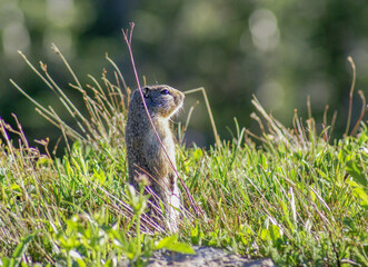 Columbian ground squirrel standing outside of its hole in Glacier National Park.  - obrazy, fototapety, plakaty