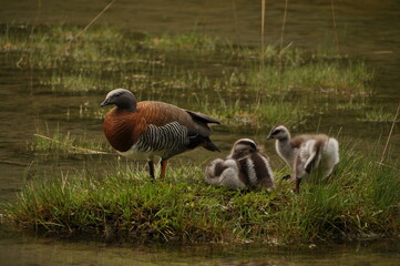 Caiquenes, Patagonia Chile