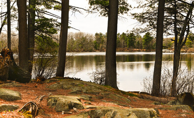 lake in the forest