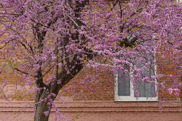 A flowering tree with pink flowers and no leaves is Cercis european, a Judas tree (Cercis siliquastrum) at the window of a brick house on a spring day.