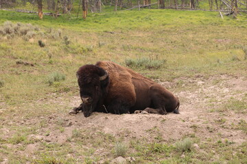 Yellowstone National Park, Wyoming. Bison in Lamar Valley.