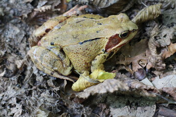 Frog in leaves near bratislava, Slovakia