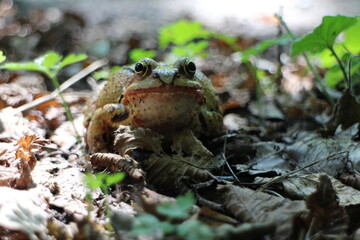 Frog in leaves near bratislava, Slovakia