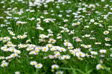 White daisy flowers on a alpine meadow