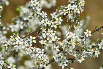 Blackthorn (or Prunus spinosa) blossoms in spring. Closeup of white flowers on a branch, selective...