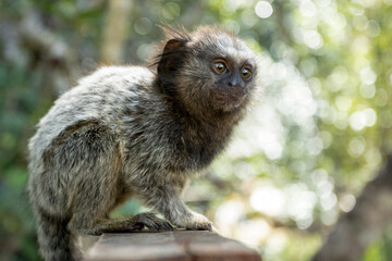 Portrait of the Black-tufted marmoset also know as Mico-estrela or sagui. It is a typical monkey from central Brazil. Species Callithrix penicillata. Animal lover. Wildlife.