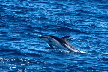 Dusky dolphin (Lagenorhynchus obscurus) leaping out of the water in the Atlantic Ocean, off the coast of the Falkland Islands
