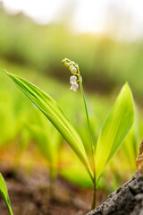 Blossom lily of the valley background. Close up nature texture.