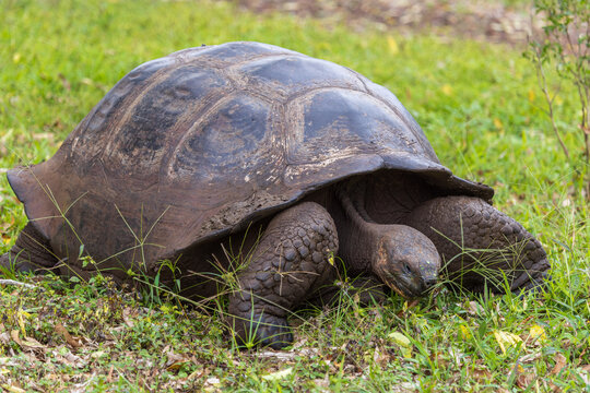 Giant Land Tortoise eating grass at the Charles Darwin Center, Santa Cruz Island, Galapagos