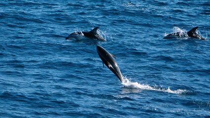 Dusky dolphin (Lagenorhynchus obscurus) leaping out of the water in the Atlantic Ocean, off the coast of the Falkland Islands