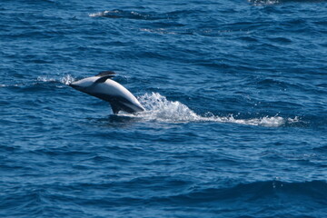 Dusky dolphin (Lagenorhynchus obscurus) leaping out of the water and flipping backwards in the Atlantic Ocean, off the coast of the Falkland Islands